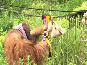 Orang Utan Ini Ramal Jerman Bakal Menang Lawan Hungaria di Euro 2024