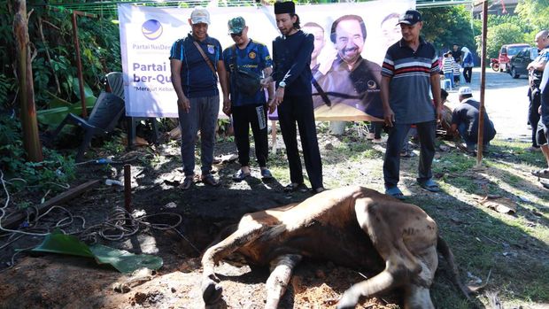 Surya Paloh-Prananda Kurban 2 Ekor Sapi untuk PMI di Malaysia