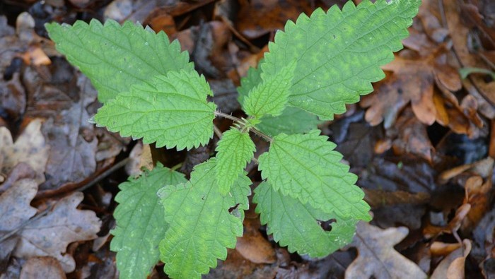 Dikenal Bikin Gatal, Ini 6 Manfaat Daun Jelatang bagi Kesehatan