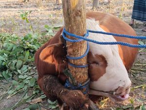 3 Fakta Viral Sapi Kurban Mati Terlilit di Playen Gunungkidul