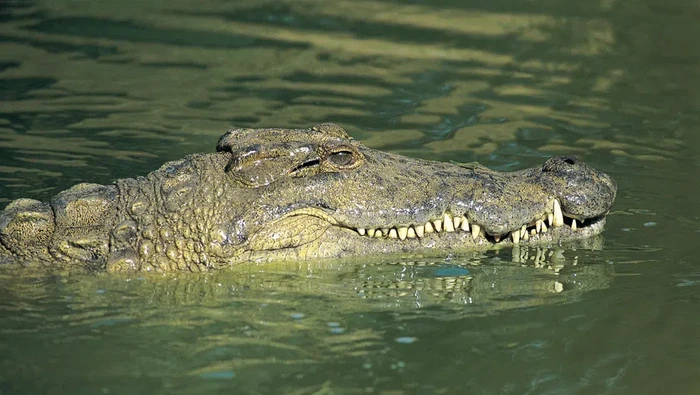Buaya