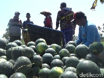 Cuan Manis Petani Semangka Madrid di Lumajang