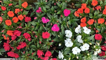 Baik kamera telefoto maupun ultrawide mampu melakukan zoom dari 0,6x (ultrawide) hingga 2x optik dan 4x hybrid. Foto: Rachmatunnisa