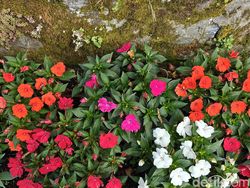 Hasil Foto Realme GT 6, Rilis 20 Juni