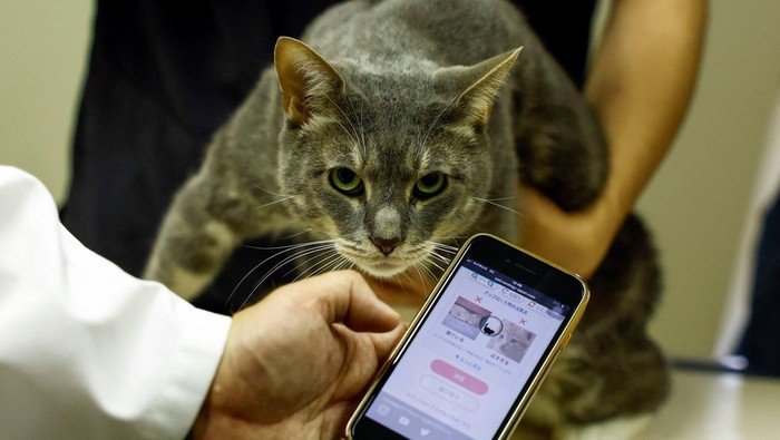 Nihon University professor and head of Nihon University Animal Medical Center Kazuya Edamura, 49, uses 'CatsMe!', an AI-driven smartphone application jointly developed by tech startup Carelogy and researchers at Nihon University that purports to tell when a cat is feeling pains, during an examination to a cat at the medical center in Fujisawa, south of Tokyo, Japan June 11, 2024. REUTERS/Issei Kato