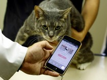 Jepang Bikin Aplikasi Berbasis AI untuk Cek Kesehatan Kucing