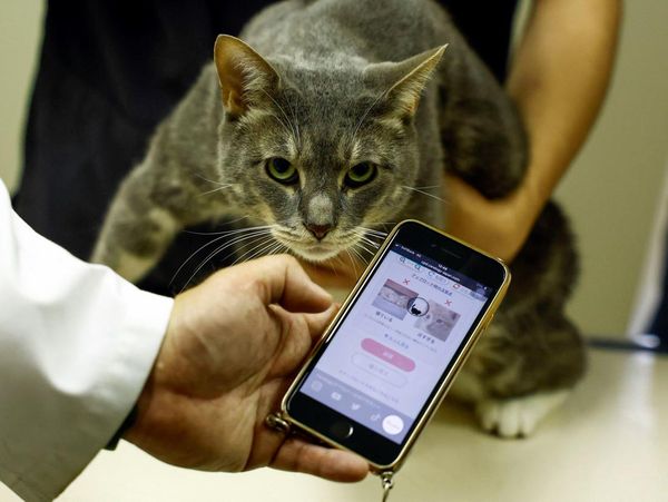 Jepang Bikin Aplikasi Berbasis AI untuk Cek Kesehatan Kucing