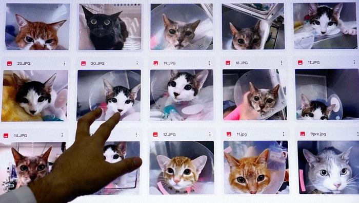 Nihon University professor and head of Nihon University Animal Medical Center Kazuya Edamura, 49, uses 'CatsMe!', an AI-driven smartphone application jointly developed by tech startup Carelogy and researchers at Nihon University that purports to tell when a cat is feeling pains, during an examination to a cat at the medical center in Fujisawa, south of Tokyo, Japan June 11, 2024.  REUTERS/Issei Kato