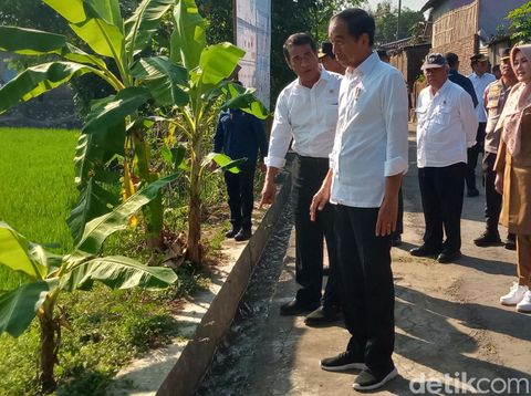Presiden Jokowi berjalan menuju sawah lahan padi di Dusun Jasan, Desa Tumpukan, Kecamatan Karangdowo, Klaten, Rabu (19/6/2024).