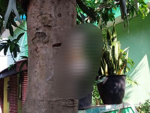 Polisi Ungkap Alasan Pria yang Paku Kucing di Pohon Perumahan Malang: Kesal