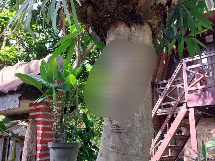 Kucing dipaku di Dau Malang