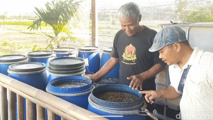 Limbah hewan kurban diolah menjadi pupuk cair hingga pestisida