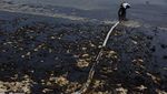 Penampakan Tumpahan Minyak Cemari Pantai di Singapura