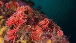 Penemuan Terumbu Karang Merah Langka di Laut Chile