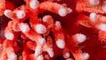 Penemuan Terumbu Karang Merah Langka di Laut Chile