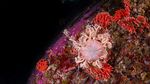 Penemuan Terumbu Karang Merah Langka di Laut Chile