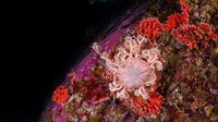 Ini adalah hidrokoral merah selatan terjauh yang pernah ditemukan.