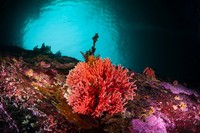 Red hydrocorals, or errina antartica, are pictured after scientists made the rare discovery of the coral, uncovering a previously unknown ecosystem in the southernmost part of the American continent at Chiles  Kawesqar National Reserve, in Patagonia, Chile in this undated handout image. Pablo Zavala/REWILDING CHILE/Handout via REUTERS ATTENTION EDITORS - THIS IMAGE HAS BEEN SUPPLIED BY A THIRD PARTY. NO RESALES. NO ARCHIVES. MANDATORY CREDIT