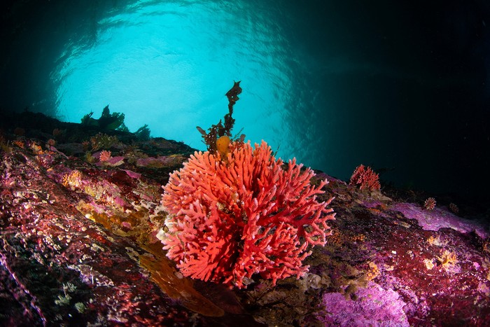 Red hydrocorals, or errina antartica, are pictured after scientists made the rare discovery of the coral, uncovering a previously unknown ecosystem in the southernmost part of the American continent at Chiles  Kawesqar National Reserve, in Patagonia, Chile in this undated handout image. Pablo Zavala/REWILDING CHILE/Handout via REUTERS ATTENTION EDITORS - THIS IMAGE HAS BEEN SUPPLIED BY A THIRD PARTY. NO RESALES. NO ARCHIVES. MANDATORY CREDIT
