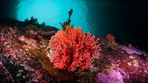 Red hydrocorals, or errina antartica, are pictured after scientists made the rare discovery of the coral, uncovering a previously unknown ecosystem in the southernmost part of the American continent at Chiles  Kawesqar National Reserve, in Patagonia, Chile in this undated handout image. Pablo Zavala/REWILDING CHILE/Handout via REUTERS ATTENTION EDITORS - THIS IMAGE HAS BEEN SUPPLIED BY A THIRD PARTY. NO RESALES. NO ARCHIVES. MANDATORY CREDIT