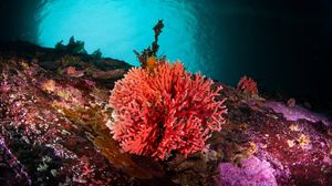 Penemuan Terumbu Karang Merah Langka di Laut Chile