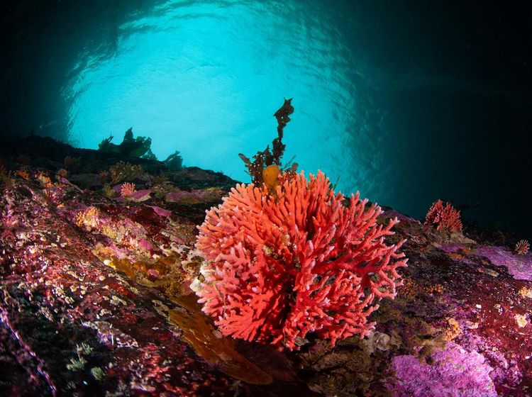 Penemuan Terumbu Karang Merah Langka di Laut Chile
