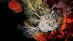 Penemuan Terumbu Karang Merah Langka di Laut Chile