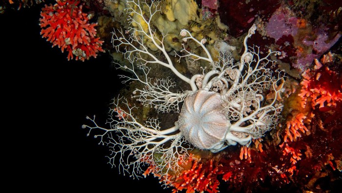 Penemuan Terumbu Karang Merah Langka di Laut Chile A Chilean Basket Star, or Gorgonocephalus chilensis, is pictured next to red hydrocoral, or errina antartica, after scientists made the rare discovery of the coral, uncovering a previously unknown ecosystem in the southernmost part of the American continent at Chile's Kawesqar National Reserve, in Patagonia, Chile August 23, 2023. Jose Tomas Yakasovic/REWILDING CHILE/Handout via REUTERS ATTENTION EDITORS - THIS IMAGE HAS BEEN SUPPLIED BY A THIRD PARTY. NO RESALES. NO ARCHIVES. MANDATORY CREDIT