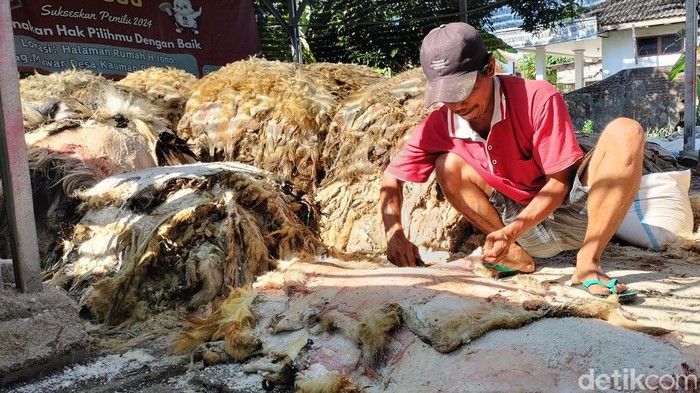 Pengepul kulit hewan kurban di Bojonegoro panen.