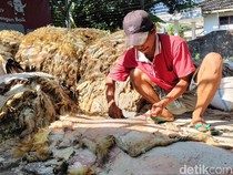 Panen Kulit Hewan Kurban, Pengepul Bojonegoro Ketiban Berkah Idul Adha