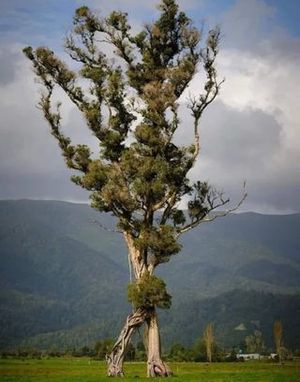 'Pohon Berjalan' di tengah ladang di Selandia Baru