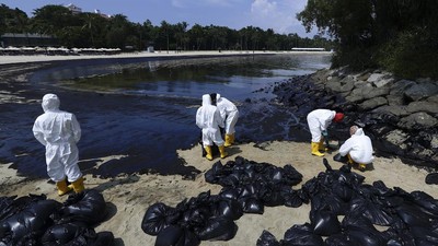 Potret Singapura Berjibaku Bersihkan 400 Ton Tumpahan Minyak dari Pantai