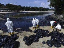 Potret Singapura Berjibaku Bersihkan 400 Ton Tumpahan Minyak dari Pantai