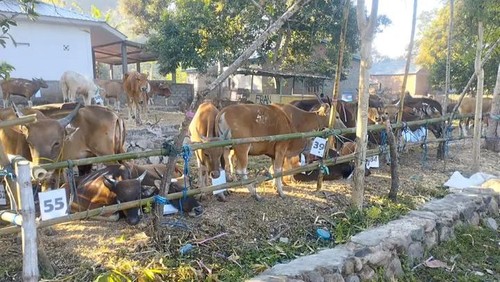 Sapi Kurban yang disumbangkan Turki untuk warga Bima yang akan disembelih di lapangan Desa Bre, Kecamatan Palibelo, Kabupaten Bima, NTB, Rabu, (19/6/2024).