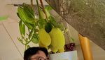 Potret Rumah Pohon Nangka Tembus Plafon yang Videonya Viral