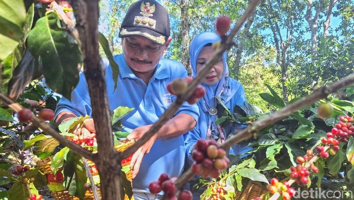 Bupati Situbondo Bung Karna saat turut memanen kopi.