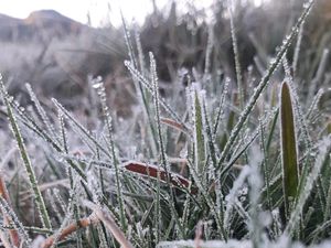 Embun Es Dieng Muncul Lagi Pagi Ini, Suhu Minus 1,2 Derajat Celsius