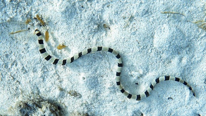 Black and white sea snake, Philippines