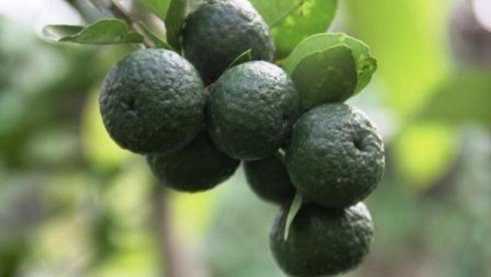 Jeruk limau, jeruk sambal, Citrus x amblycarpa.