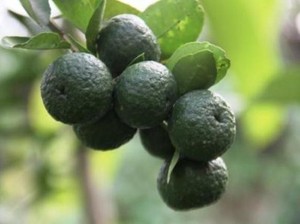 5 Kegunaan Jeruk Limau dalam Makanan, Pelengkap Sambal-Bumbu Kacang
