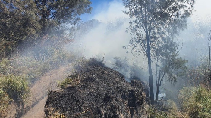 Perilaku Ceroboh Manusia Diduga Penyebab Ludesnya Savana Gunung Bromo