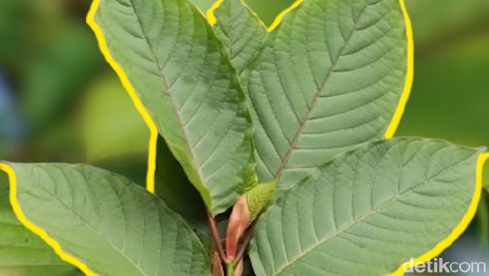 kratom