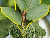 Mengenal Kratom yang Dibahas di Istana