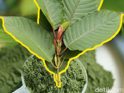 Tanaman Kratom, Kandungan, Manfaat, Ciri-ciri dan Kontroversinya