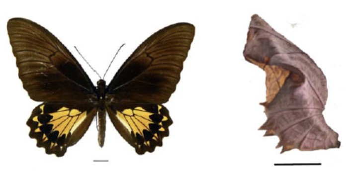 Kupu-kupu raja dan kepompongnya. Skala garis hitam setara 1 cm