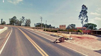 Penampakan sedih seekor sapi yang menyeret dirinya ke pinggir jalan. Sepertinya dia terluka. Foto: via Hackread