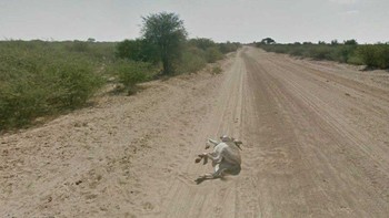 Sapi terkapar. Habis ditabrak? Foto: via Hackread