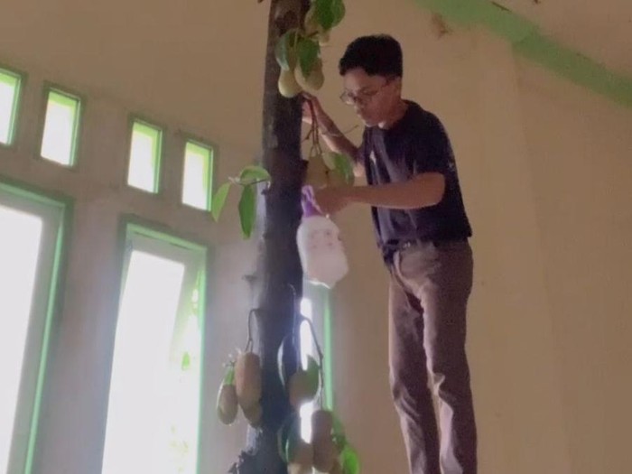 Penampakan pohon di rumah Ardiansyah/Ardiansyah Penampakan pohon di rumah Ardiansyah.