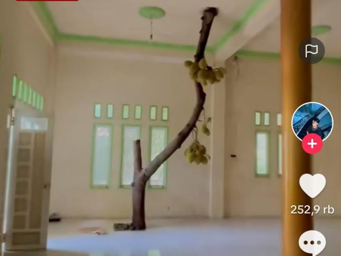 Penampakan pohon nangka di dalam rumah.