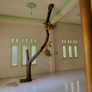 Penampakan pohon nangka milik Ardiansyah